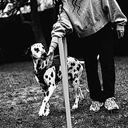 Aslan a rejoint le concours — aidez-le/la à gagner de superbes lots ! dog, dalmatian, person, outdoor, grass, tree, black_and_white, long_hair, sweatshirt, sneakers, pet, animal, spot, playful, interaction, nature, leisure, canine, walking, friendship