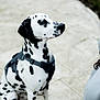 Aslan participe au concours pour gagner de l'argent avec cette photo : dalmatian, dog, pet, animal, black_and_white, spots, harness, sitting, pavement, outdoor, canine, mammal, fur, side_view, leash, domestic_animal, companion, alert, person_partial, nature
