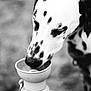 dalmatian, dog, drinking, water_bottle, hand, outdoor, black_and_white, close_up, animal, pet, spot, snout, bowl, canine, person, focus, portrait, hydration, nature, leisure