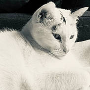Sylka participe au concours pour gagner de l'argent avec cette photo : animal, black_and_white, blanket, cat, close_up, cozy, cute, ears, face, feline, fur, indoor, monochrome, pet, portrait, relaxed, resting, soft_light, whiskers, white_cat