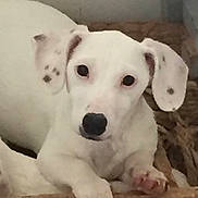 Spooky a rejoint le concours — aidez-le/la à gagner de superbes lots ! dog, puppy, white_dog, pet, indoor, closeup, portrait, looking_at_camera, floppy_ears, spotted_ears, black_nose, paw, bed, blanket, cozy, young, animal, face, eyes, nostrils
