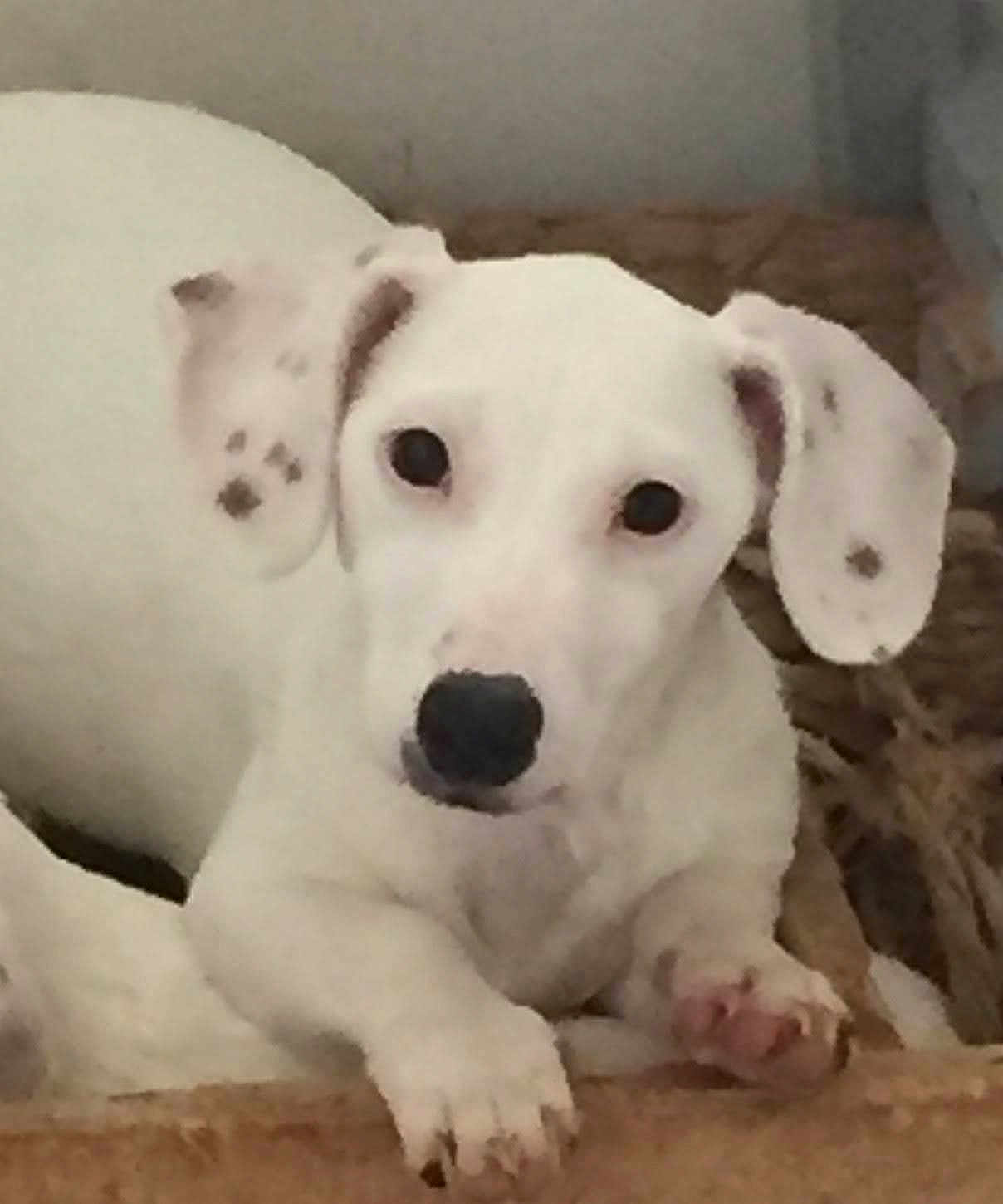 Spooky a rejoint le concours — aidez-le/la à gagner de superbes lots ! dog, puppy, white_dog, pet, indoor, closeup, portrait, looking_at_camera, floppy_ears, spotted_ears, black_nose, paw, bed, blanket, cozy, young, animal, face, eyes, nostrils