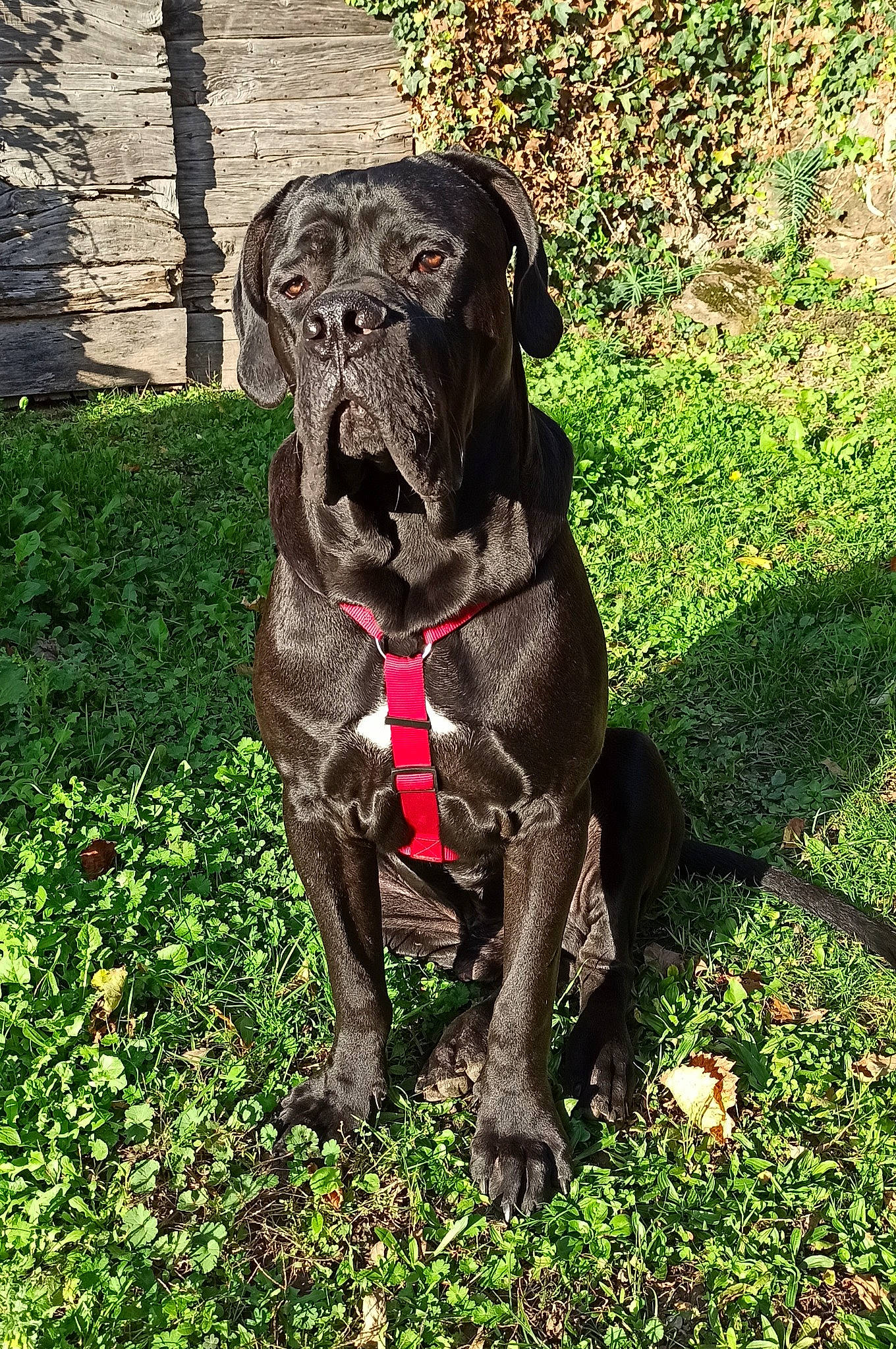 Saxo a rejoint le concours — aidez-le/la à gagner de superbes lots ! art, borador, carnivore, collar, companion_dog, dog, dog_breed, dog_collar, fawn, fur, grass, groundcover, gun_dog, liver, plant, snout, sporting_group, tail, terrestrial_animal, working_animal