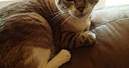 Elvira joined the competition — help win amazing prizes! blinds, brown, cat, couch, curious, domestic_animal, ears, feline, fur, home, indoor, light, paw, pet, relaxed, resting, striped, whiskers, white, window