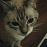 Elvira is registered to the contest to win money with this photo: animal, brown, cat, closeup, curious, domestic, ears, eyes, face, feline, floor, fur, head, indoor, looking_up, pet, quiet, tabby, whiskers, white