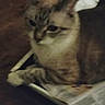 Elvira joined the competition — help win amazing prizes! animal, blurred, brown, calm, cat, domestic_animal, ears, eyes, feline, floor, fur, indoor, magazine, paper, pet, quiet, resting, sitting, whiskers, white