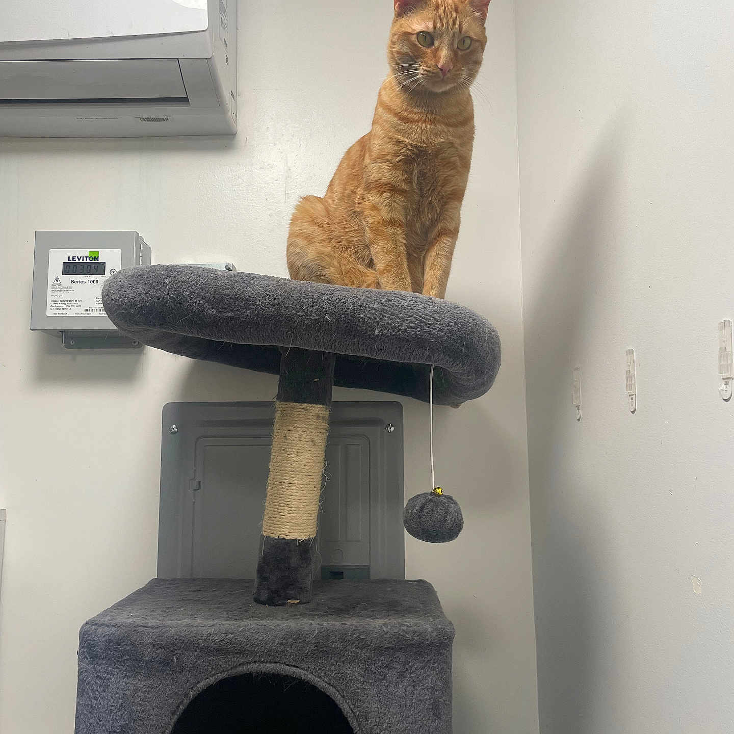 Tigger is registered to the contest to win money with this photo: abyssinian, airconditioner, animal, appliance, architecture, barstool, cat, corner, cushion, device, electricaldevice, fireplace, fountain, furniture, homedecor, indoors, interiordesign, manx, pet, water