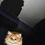 kitten, cat, fluffy, orange, white, hand, shadow, dark, indoor, pet, animal, cute, furry, portrait, mystery, soft, small, young, feline, light