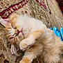 Manny is registered to the contest to win money with this photo: kitten, cat, sleeping, fluffy, orange, white, carpet, patterned, paw, cozy, indoor, pet, cute, relaxed, fur, animal, domestic, blue_objects, resting, closeup