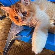 Manny is registered to the contest to win money with this photo: kitten, cat, orange_cat, white_cat, fluffy, blue_chair, plastic_chair, wooden_floor, indoor, pet, cute, young_cat, animal, feline, closeup, resting, curious, whiskers, paw, home
