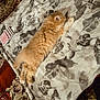 kitten, cat, orange_cat, fluffy, sleeping, blanket, patterned_blanket, playing_cards, home, indoor, cozy, resting, feline, pet, animal, carpet, decor, comfort, relaxation, soft