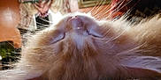 Manny joined the competition — help win amazing prizes! cat, orange_cat, fluffy, whiskers, close_up, indoor, curtains, furniture, sleeping, relaxed, pet, animal, mammal, cozy, home, resting, soft_fur, face, nose, ears