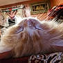 cat, orange_cat, fluffy, whiskers, close_up, indoor, curtains, furniture, sleeping, relaxed, pet, animal, mammal, cozy, home, resting, soft_fur, face, nose, ears