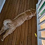 Manny joined the competition — help win amazing prizes! cat, orange_cat, fluffy, wooden_floor, hallway, door, white_wall, railing, pet, animal, indoor, stretching, fur, tail, floorboards, curious, relaxed, home, light, shadow