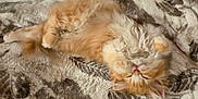 Manny joined the competition — help win amazing prizes! kitten, cat, fluffy, orange, white, sleeping, relaxed, blanket, patterned, soft, fur, pet, indoor, cute, animal, cozy, resting, small, young, comfort