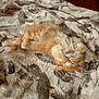 kitten, cat, fluffy, orange, white, sleeping, relaxed, blanket, patterned, soft, fur, pet, indoor, cute, animal, cozy, resting, small, young, comfort