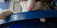 Mimi is registered to the contest to win money with this photo: cat, pet, curious, blue_container, indoor, paw, close_up, animal, feline, whiskers, ears, nose, household, domestic, looking, kitten, playful, close_range, room, curiosity
