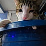 cat, pet, curious, blue_container, indoor, paw, close_up, animal, feline, whiskers, ears, nose, household, domestic, looking, kitten, playful, close_range, room, curiosity