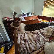 Mimi joined the competition — help win amazing prizes! cat, bed, blanket, wooden_blinds, indoor, furniture, tabby_cat, striped_cat, resting, stretching, sunlight, dresser, clutter, wood_floor, door, photography, cozy, home, animal, pet
