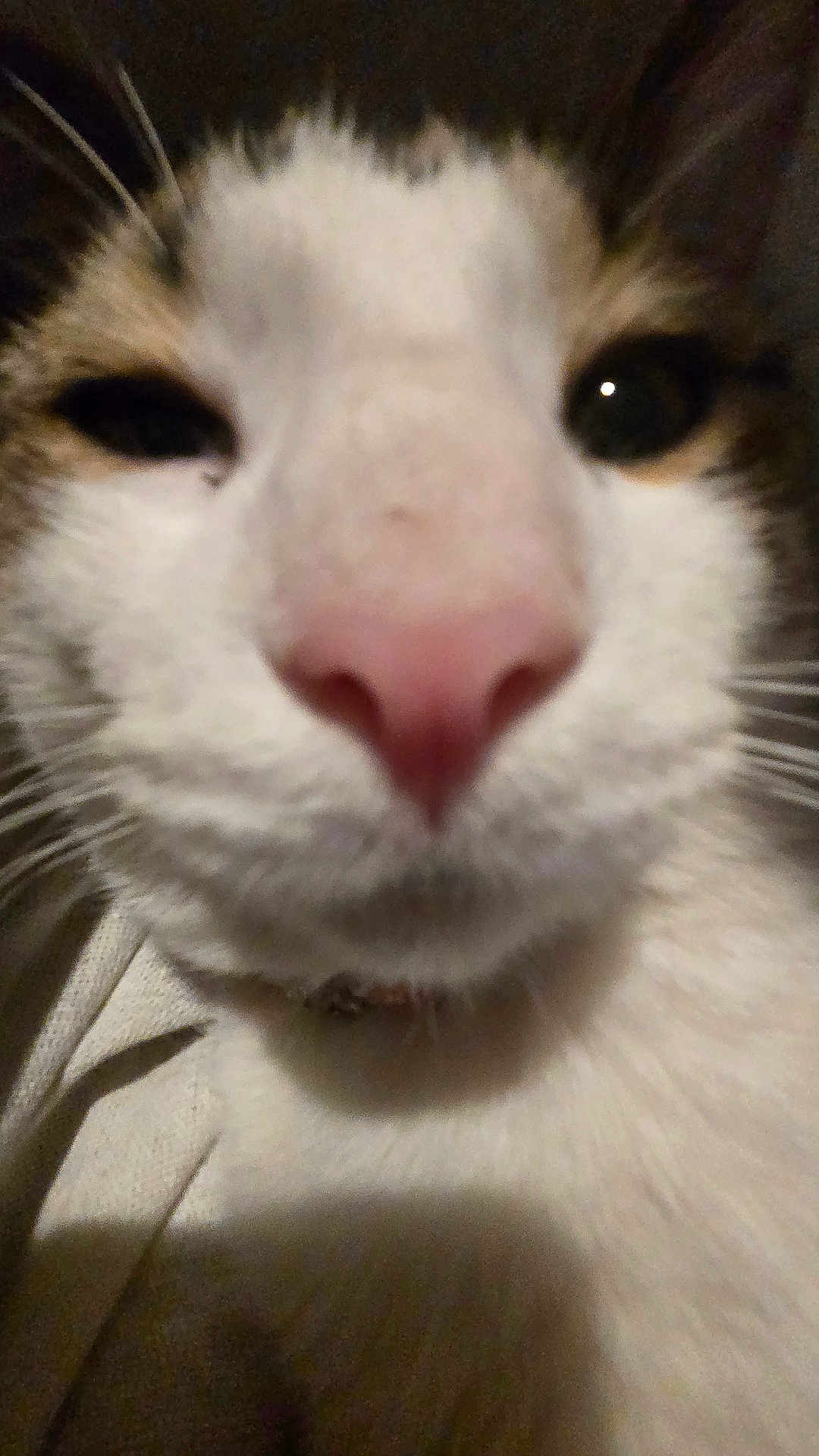 Mimi