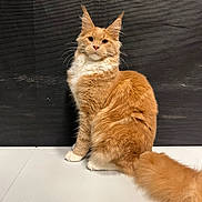 Zeus participe au concours pour gagner de l'argent avec cette photo : alert, animal, background, bushy_tail, cat, curious, cute, domestic_animal, ears_up, feline, fluffy_fur, furry, indoor, mammal, orange_cat, pet, portrait, sitting, whiskers, white_paws