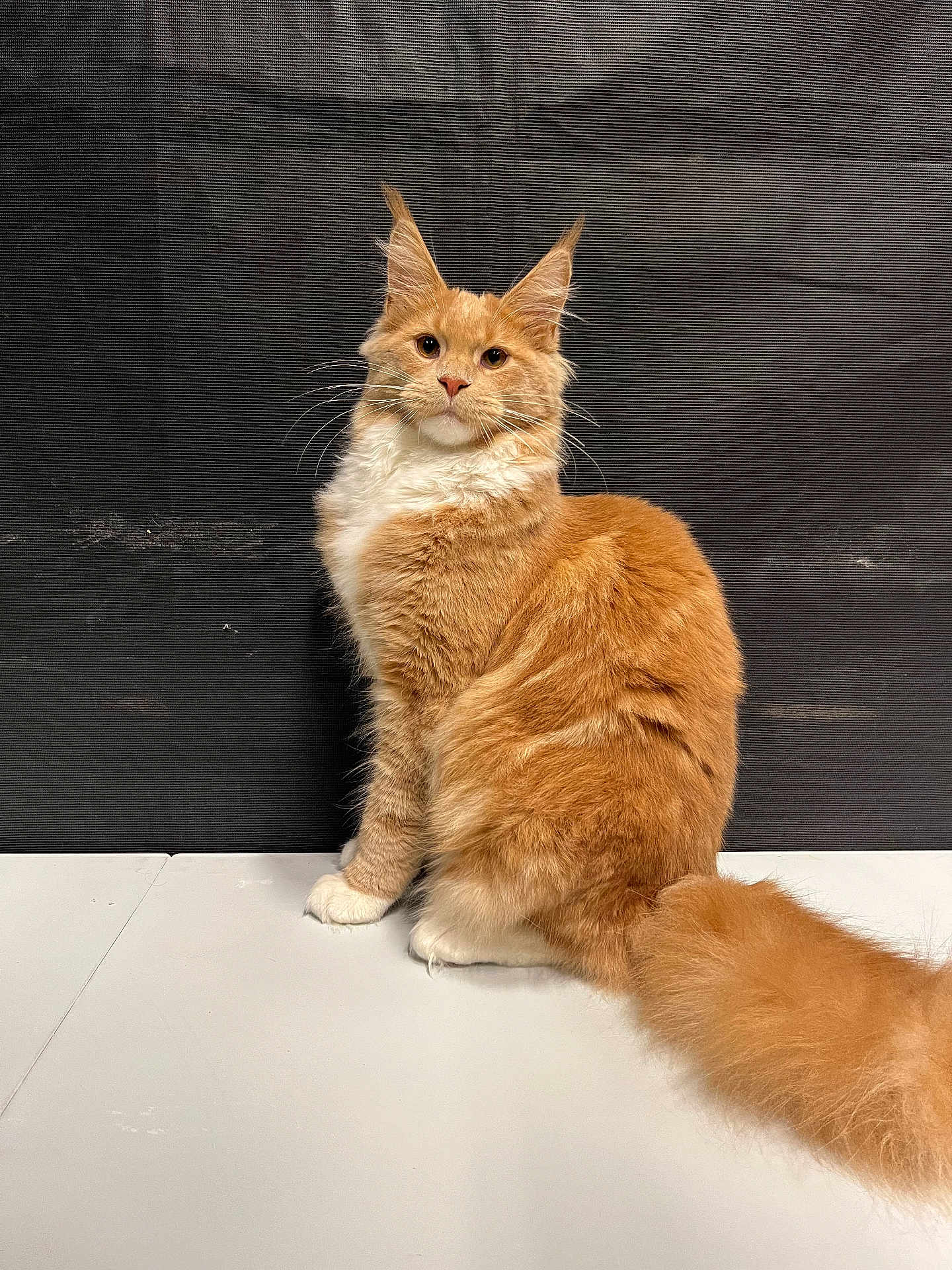 Zeus