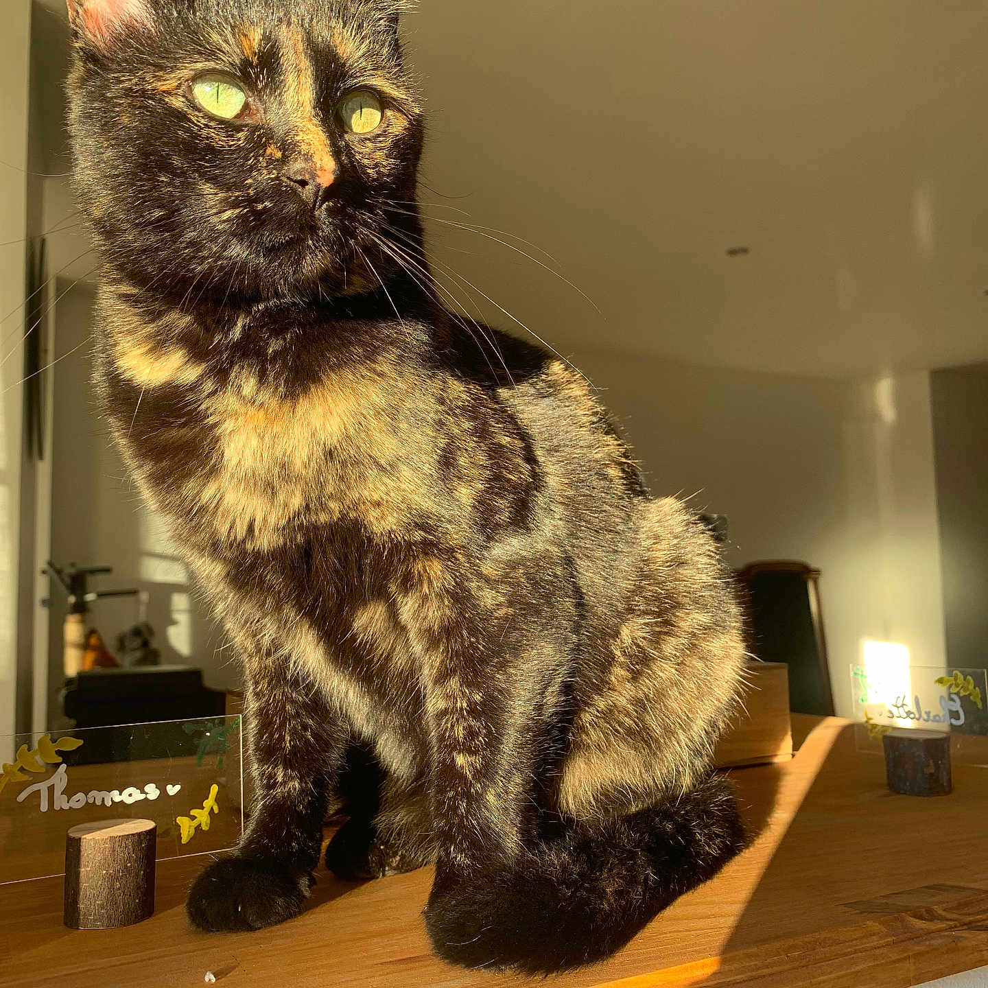 Milky participe au concours pour gagner de l'argent avec cette photo : abyssinian, animal, architecture, building, cat, desk, furniture, hardwood, indoors, interiordesign, kitten, lamp, livingroom, manx, pet, plywood, room, shelf, table, wood