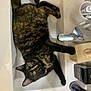 abyssinian, animal, basin, bathing, bodypart, brush, camera, cat, device, electronics, hand, kitten, manx, person, pet, sink, sinkfaucet, tap, tape, tool
