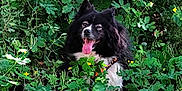 Jubia participe au concours pour gagner de l'argent avec cette photo : dog, black_and_white, tongue_out, happy, outdoor, greenery, foliage, yellow_flowers, nature, animal, pet, grass, spring, summer, canine, fluffy, portrait, sitting, leafy, sunlight
