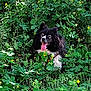 dog, black_and_white, tongue_out, happy, outdoor, greenery, foliage, yellow_flowers, nature, animal, pet, grass, spring, summer, canine, fluffy, portrait, sitting, leafy, sunlight
