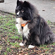 Jubia a rejoint le concours — aidez-le/la à gagner de superbes lots ! dog, fluffy, black_and_white, sitting, grass, fallen_leaves, orange_harness, outdoor, pavement, stone_wall, pet, canine, fur, quiet, nature, side_view, alert, park, daytime, animal