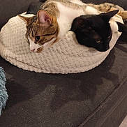 Harley Et Punky participe au concours pour gagner de l'argent avec cette photo : cat, tabby_cat, black_cat, pet, feline, resting, sleeping_bed, cozy, couch, indoor, animal, cute, domestic_animal, two_cats, relaxed, fur, whiskers, ears, laying, home