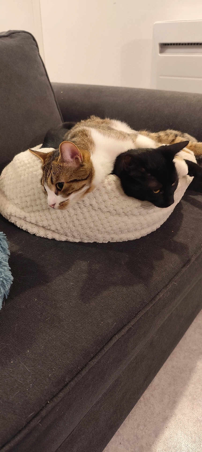 Harley Et Punky participe au concours pour gagner de l'argent avec cette photo : cat, tabby_cat, black_cat, pet, feline, resting, sleeping_bed, cozy, couch, indoor, animal, cute, domestic_animal, two_cats, relaxed, fur, whiskers, ears, laying, home