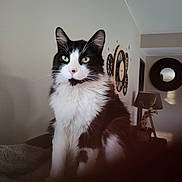 Mikado a rejoint le concours — aidez-le/la à gagner de superbes lots ! cat, black_and_white, indoor, feline, pet, sitting, wall_clock, lamp, blanket, fur, ears, whiskers, green_eyes, home, cozy, portrait, animal, cute, domestic, furniture