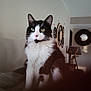 cat, black_and_white, indoor, feline, pet, sitting, wall_clock, lamp, blanket, fur, ears, whiskers, green_eyes, home, cozy, portrait, animal, cute, domestic, furniture