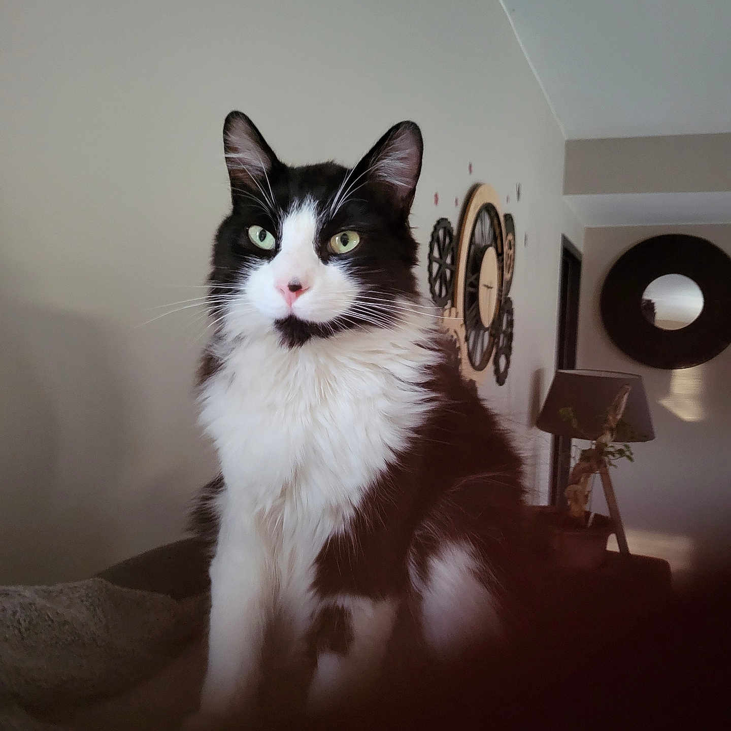 Mikado a rejoint le concours — aidez-le/la à gagner de superbes lots ! animal, black_and_white, blanket, cat, cozy, cute, domestic, ears, feline, fur, furniture, green_eyes, home, indoor, lamp, pet, portrait, sitting, wall_clock, whiskers