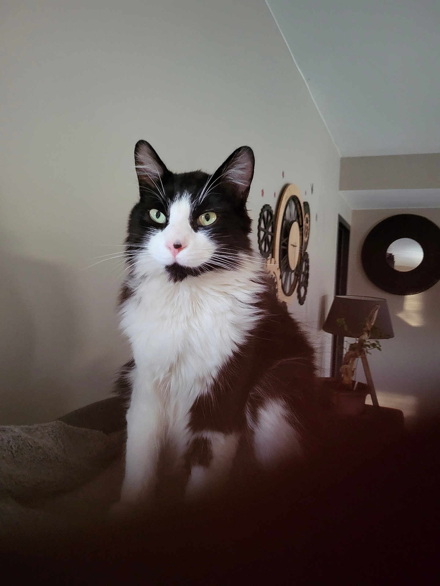 Mikado a rejoint le concours — aidez-le/la à gagner de superbes lots ! cat, black_and_white, indoor, feline, pet, sitting, wall_clock, lamp, blanket, fur, ears, whiskers, green_eyes, home, cozy, portrait, animal, cute, domestic, furniture