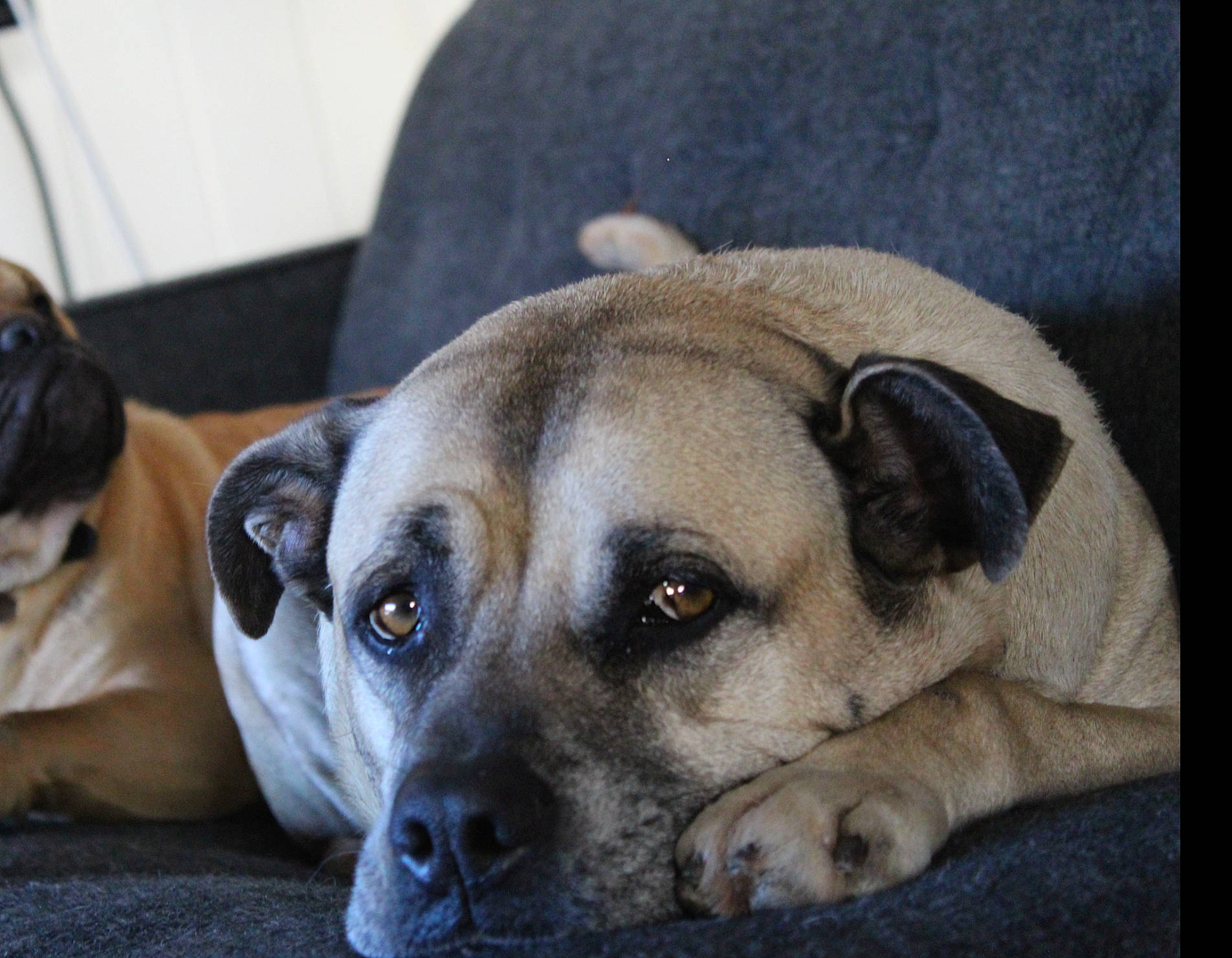 Kobi joined the competition — help win amazing prizes! black_mouth_cur, canidae, carnivore, dog, dog_breed, fawn, kangal_dog, mammal, snout, sporting_group, street_dog, vertebrate, whiskers