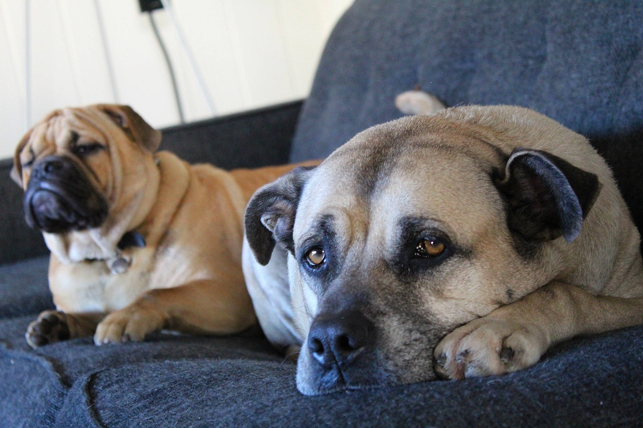 Kobi joined the competition — help win amazing prizes! boerboel, bullmastiff, canidae, carnivore, companion_dog, dog, dog_breed, english_mastiff, fawn, mammal, non_sporting_group, ori_pei, perro_de_presa_mallorquin, pug, puppy, snout, sporting_group, vertebrate, whiskers, wrinkle