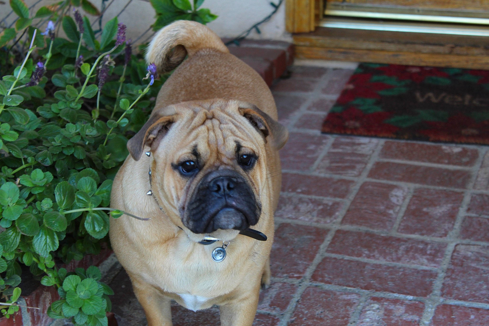 Kobi is registered to the contest to win money with this photo: ancient_dog_breeds, bulldog, bullmastiff, canidae, carnivore, companion_dog, dog, dog_breed, fawn, mammal, molosser, non_sporting_group, old_english_bulldog, ori_pei, perro_de_presa_mallorquin, rare_breed_dog, snout, sporting_group, vertebrate, wrinkle