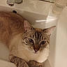 cat, feline, pet, animal, siamese_cat, tabby, blue_eyes, fur, whiskers, ears, paws, portrait, close_up, bathroom, sink, faucet, mirror, indoor, resting, cute
