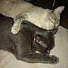 cats, two_cats, sleeping, cuddling, pet, felines, gray_cat, white_cat, tabby, animal, closeup, indoors, bed, bedding, relaxed, nap, curled_up, fur, whiskers, cozy