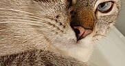 Bandit a rejoint le concours — aidez-le/la à gagner de superbes lots ! cat, feline, close_up, portrait, blue_eyes, striped_fur, tabby, whiskers, nose, paw, face, head, fur, pet, animal, indoors, resting, staring, macro, photography