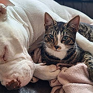 Luna participe au concours pour gagner de l'argent avec cette photo : dog, cat, sleeping, couch, blanket, pet, friendship, white_dog, tabby_cat, fur, animal, indoor, resting, cozy, relaxation, paw, snuggle, leather, companion, domestic