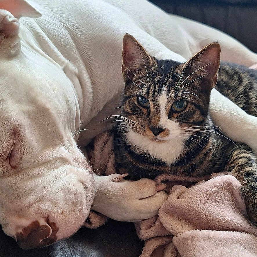 Luna participe au concours pour gagner de l'argent avec cette photo : animal, blanket, cat, companion, couch, cozy, dog, domestic, friendship, fur, indoor, leather, paw, pet, relaxation, resting, sleeping, snuggle, tabby_cat, white_dog