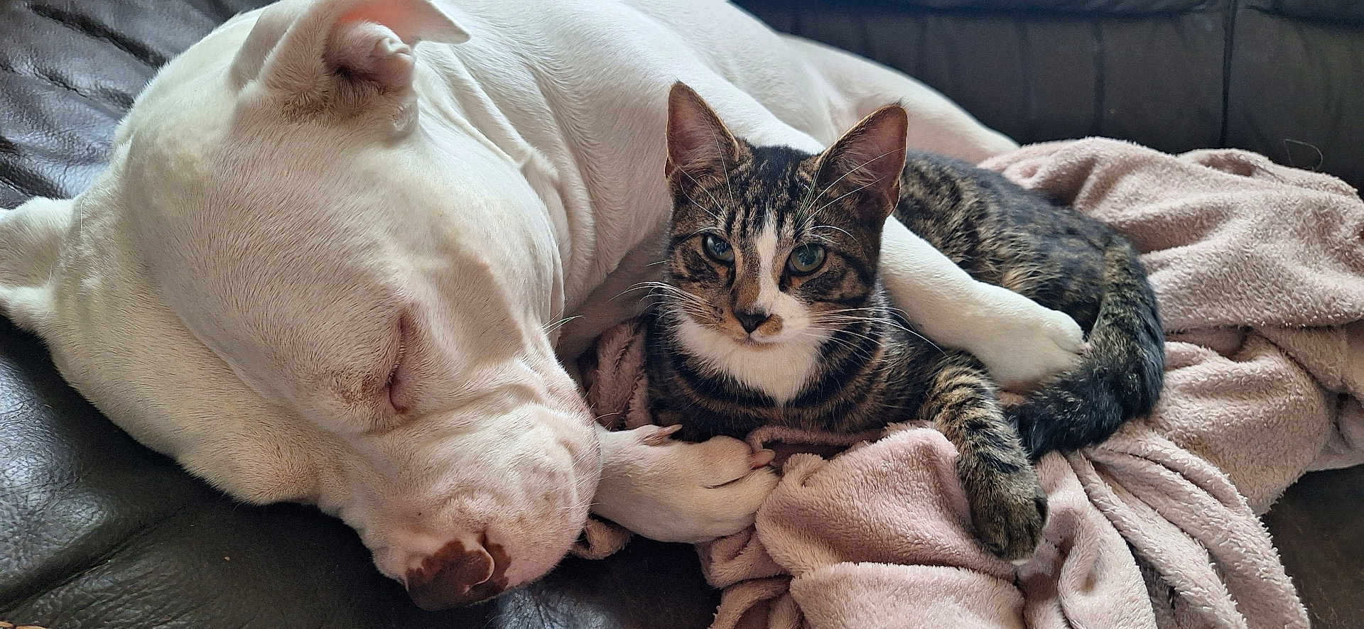 Luna participe au concours pour gagner de l'argent avec cette photo : dog, cat, sleeping, couch, blanket, pet, friendship, white_dog, tabby_cat, fur, animal, indoor, resting, cozy, relaxation, paw, snuggle, leather, companion, domestic