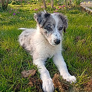 Joy participe au concours pour gagner de l'argent avec cette photo : puppy, dog, grass, garden, flowers, outdoor, pet, nature, yard, greenery, animal, cute, fluffy, spring, sunlight, young, canine, peaceful, relaxed, backyard