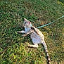 cat, grass, outdoor, leash, playful, animal, pet, spotted, harness, nature, field, green, fur, mammal, whiskers, tail, paws, sunlight, relaxing, young