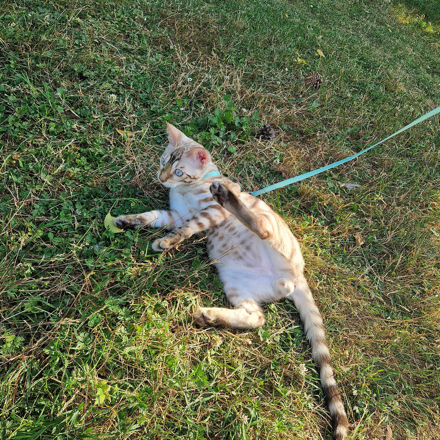 Nounou participe au concours pour gagner de l'argent avec cette photo : animal, cat, field, fur, grass, green, harness, leash, mammal, nature, outdoor, paws, pet, playful, relaxing, spotted, sunlight, tail, whiskers, young