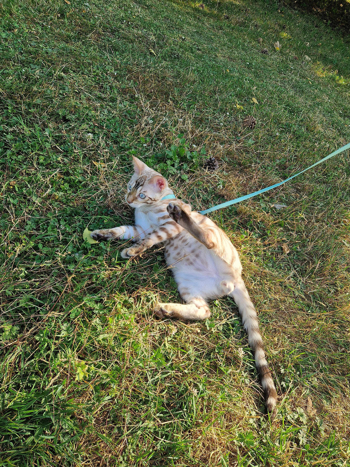 Nounou participe au concours pour gagner de l'argent avec cette photo : cat, grass, outdoor, leash, playful, animal, pet, spotted, harness, nature, field, green, fur, mammal, whiskers, tail, paws, sunlight, relaxing, young